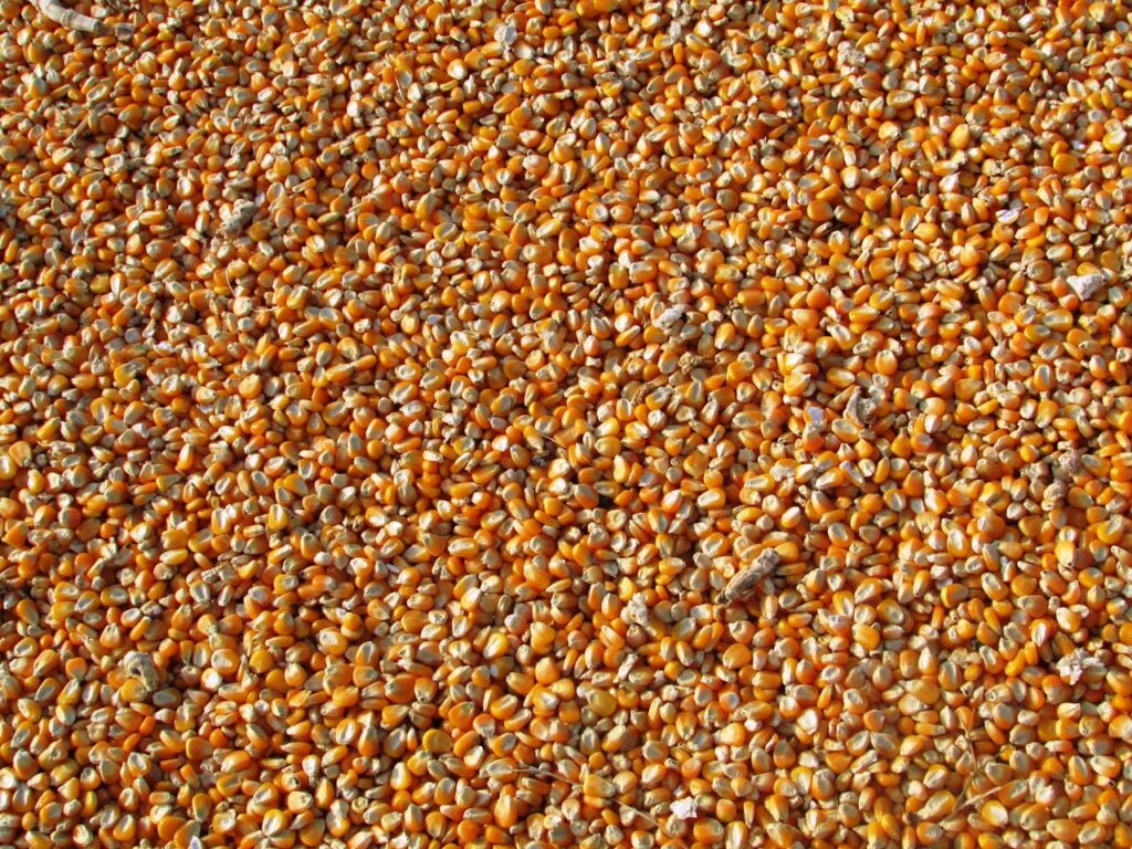 maize-corn-indian-corn-vegetables-60507-60507 maize-corn-indian-corn-vegetables-60507-60507.jpg